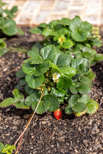 Community garden